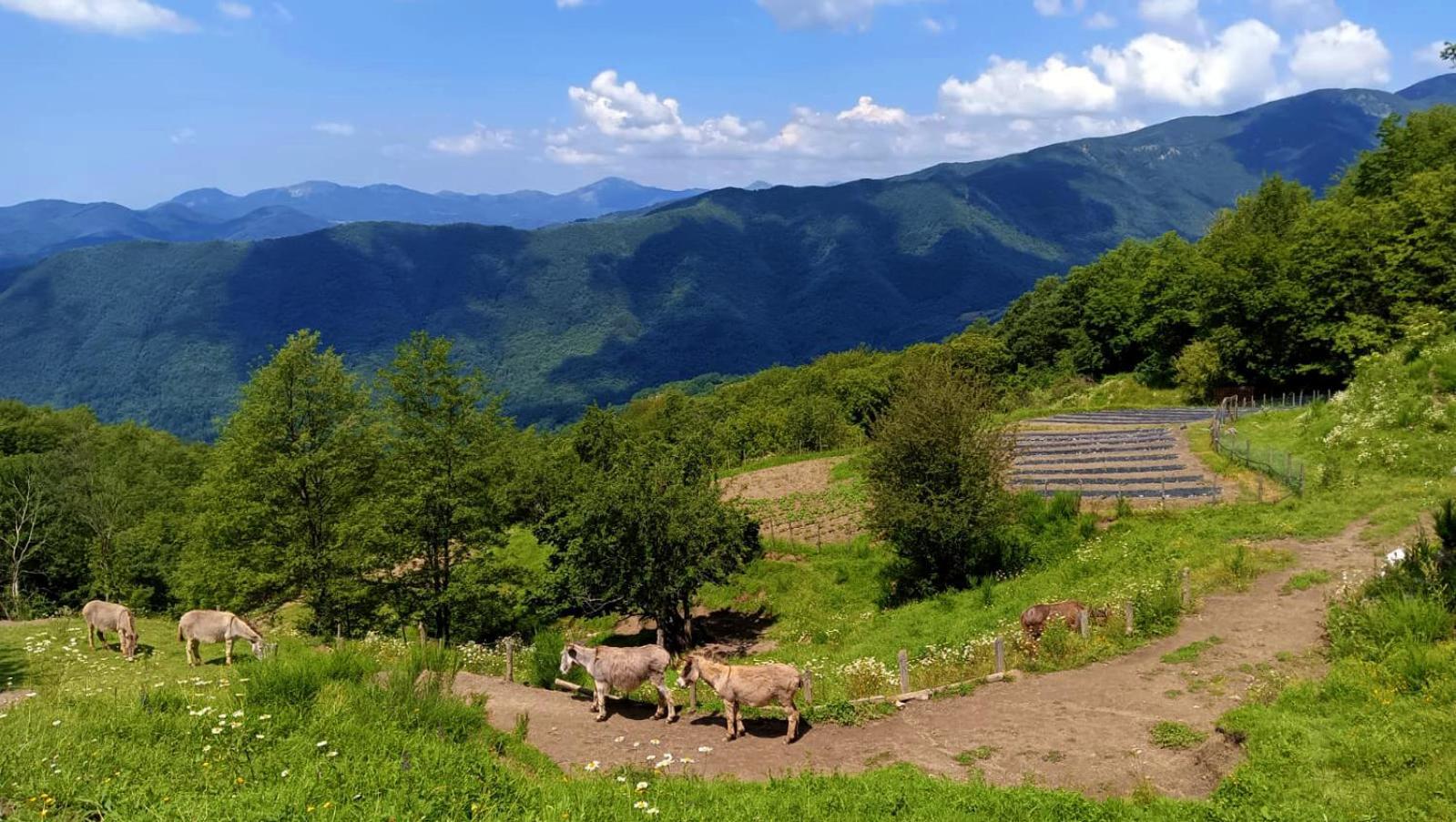Terra Del Bosco Agriturismo Sesta Godano Eksteriør billede