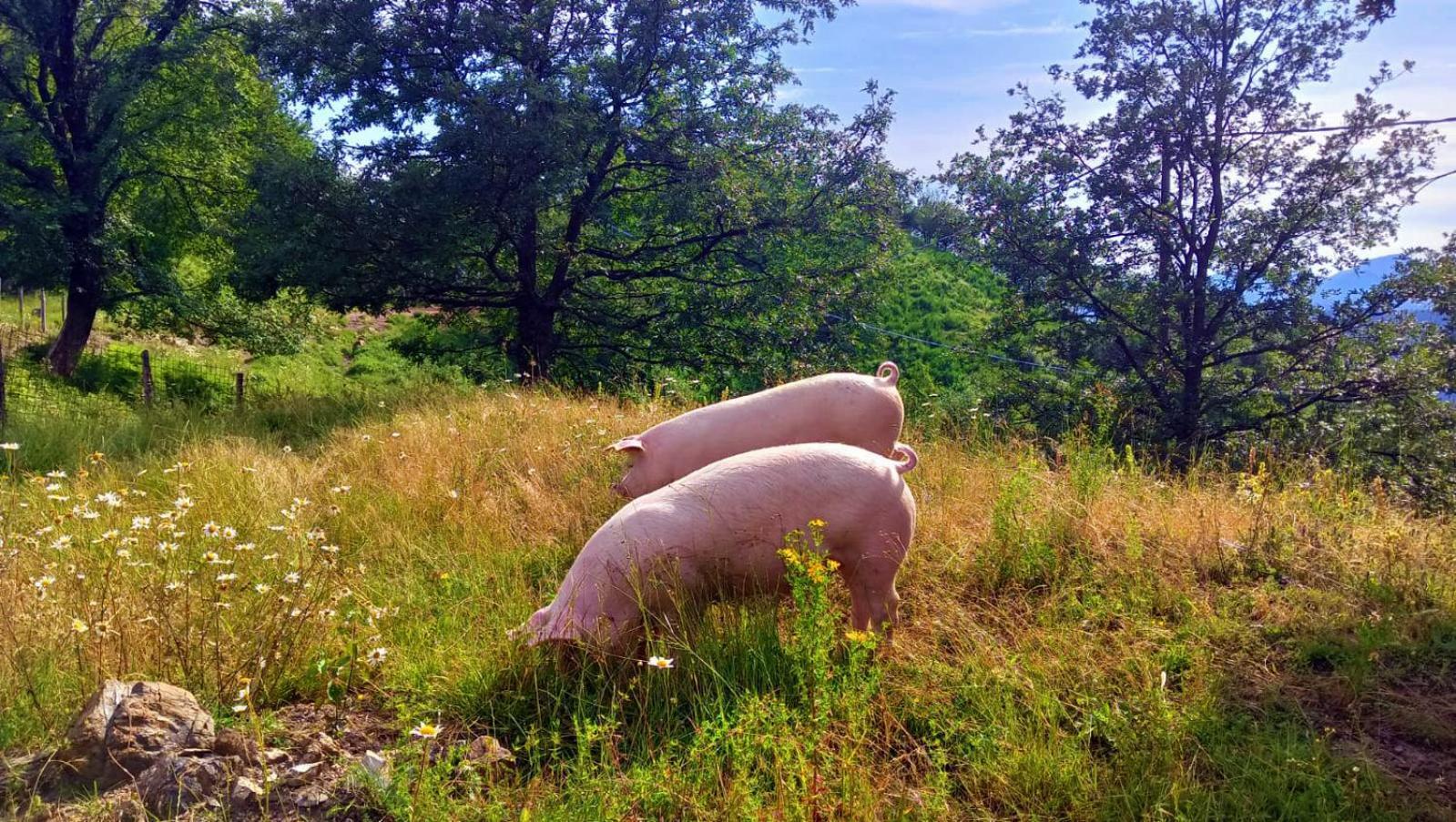 Terra Del Bosco Agriturismo Sesta Godano Eksteriør billede
