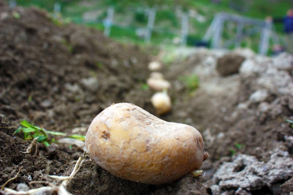 Terra Del Bosco Agriturismo Sesta Godano Eksteriør billede